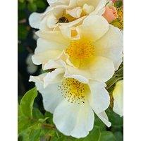 You Garden Rose Simple Yellow (4L Pot)