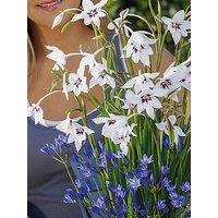 You Garden Plant-O-Mat Bulb Pod - Acidanthera And Brodiaea Mix