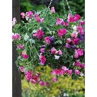 You Garden Sweet Pea Fragrant Trails (20 Garden Ready Plants)