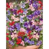 You Garden Sweet Pea Patio Perfect (20 Garden Ready Plants)