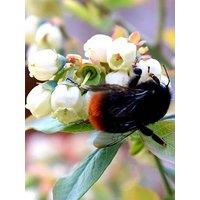 You Garden Blueberry (Vaccinium ) Berrybux (3 X 10.5Cm Pots)