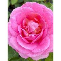 You Garden Rose Special Mum (4L Pot)