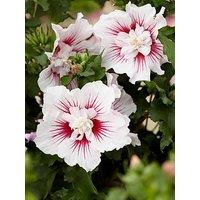 You Garden Hibiscus Starburst Chiffon (3L Pot)
