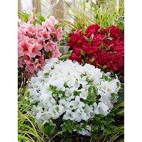 You Garden Azalea Encore Collection (3 X 8Cm Pot)