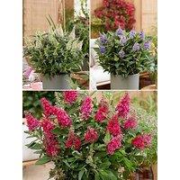You Garden Buddleia Candy Collection (3 X 9Cm Pot)