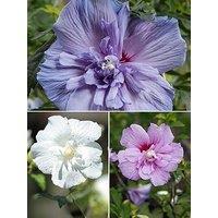 You Garden Hardy Hibiscus 'Chiffon' Collection (3 X 9Cm Pots)