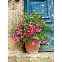 You Garden Pair Of Oleander Bushes - Pink