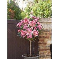 You Garden Pair Of Oleander Standards - Pink