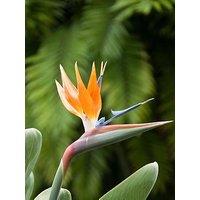 You Garden Bird Of Paradise - Strelitzia Regina (9Cm Pot)