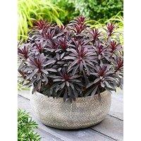 You Garden Euphorbia 'Miner'S Merlot' (3 X 9Cm Pots)