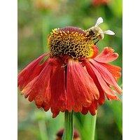 You Garden Helenium Moerheim Beauty (3 X 9Cm Pots)