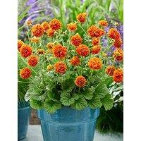 You Garden Geum Orange Pumpkin (3 X 9Cm Pots)