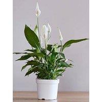 You Garden Peace Lily - Spathiphyllum Cupido (9Cm Pot)