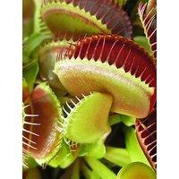 You Garden Venus Fly Trap (Dionaea) 12Cm Pot