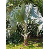 You Garden Windmill Palm - Trachycarpus Fortunei 60-80Cm