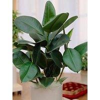 You Garden Ficus Elastica 12Cm