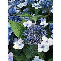 You Garden Hydrangea Serrata Magic Pillow 9Cm