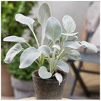 You Garden Senecio Candicans Angel Wings 9Cm