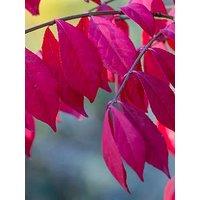 You Garden Euonymus Alatus 9Cm