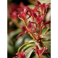 You Garden Pieris Flaming Silver 8/9Cm