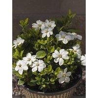 You Garden Gardenia 'Kleim'S Hardy' 9Cm