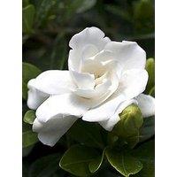 You Garden Gardenia Jasminoides 'Crown Jewel' 9Cm
