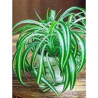 You Garden Spider Plant (Chlorophytum Comosum) 12Cm Pot