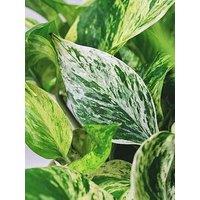 You Garden Epipremnum Pinnatum Marble Queen 12Cm