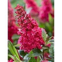 You Garden Buddleia 'Butterfly Candy Little Ruby' 9Cm Pot