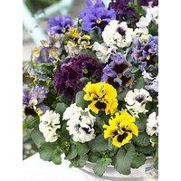 You Garden Pansy Frizzle Sizzle Mix - 20 Garden Ready Plants