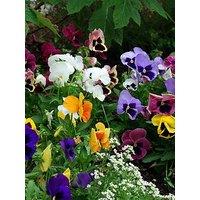 You Garden Pansy Matrix Mixed - 20 Garden Ready Plants