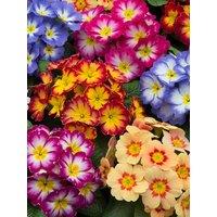 You Garden Primrose Bonelli Mixed - 20 Garden Ready Plants