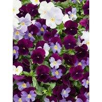 You Garden Pansy Cool Wave Berries & Cream Mix - 20 Garden Ready Plants