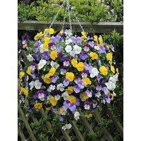 You Garden Pansy Cool Wave - 20 Garden Ready Plants