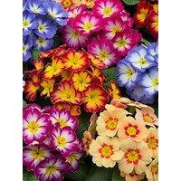 You Garden Primrose Bonelli Bicolour Mix - 20 Garden Ready Plants