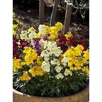 You Garden Wallflower Sugar Rush - 20 Garden Ready Plants