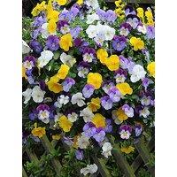 You Garden Pair Of Pansy Cool Wave Hanging Baskets (25Cm)
