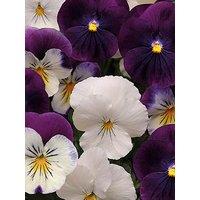 You Garden Pair Of Pansy Cool Wave Berries & Cream Hanging Baskets (25Cm)
