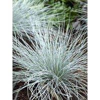 You Garden Blue Festuca Grass (9Cm Pot)