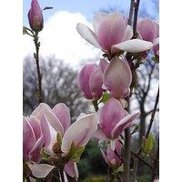 You Garden Magnolia Soulangeana (Saucer Magnolia) 9Cm Pot
