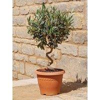You Garden Pair Of Spiral Olive Trees