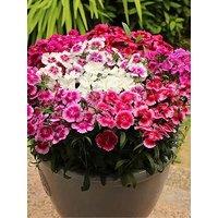 You Garden Sweet William Gem - 20 Garden Ready Plants