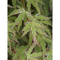 You Garden Acer Palmatum Emerald Lace (10.5Cm Pot)