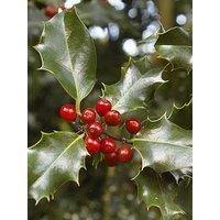 Pair Of Holly Trees With Decorative Pots