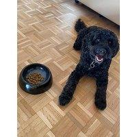 Denby Halo Medium Pet Bowl - Black