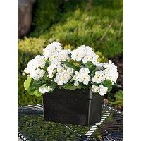 Scottish Everlastings