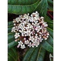 You Garden Viburnum Davidii (17Cm Pot)
