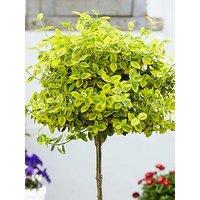 You Garden Pair Of Euonymus Emerald 'N' Gold Standards