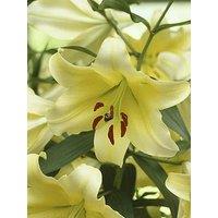 You Garden Skyscraper Lily 'Manissa' - 3 Bulbs