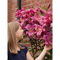 You Garden Skyscraper Lily 'Robina' - 3 Bulbs